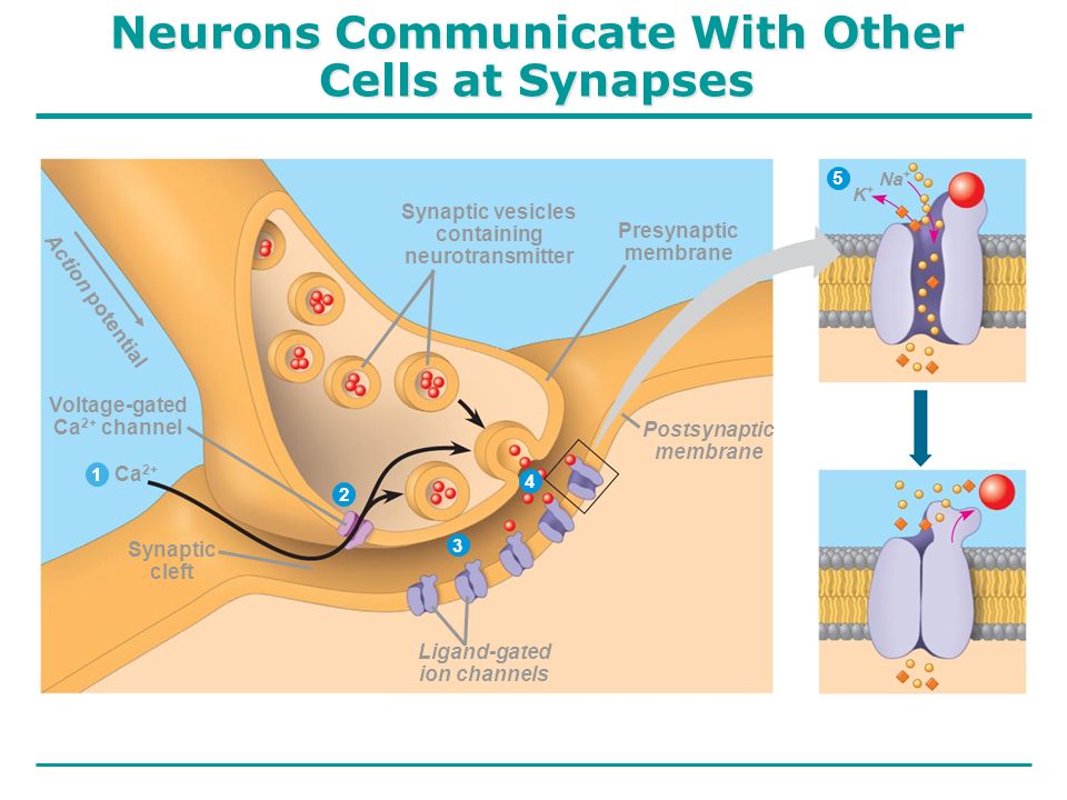 How neurones communicate with each other essay